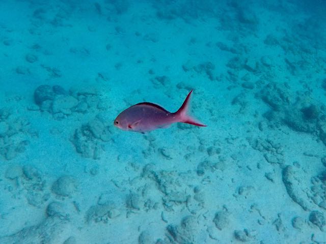 Creolfish (10