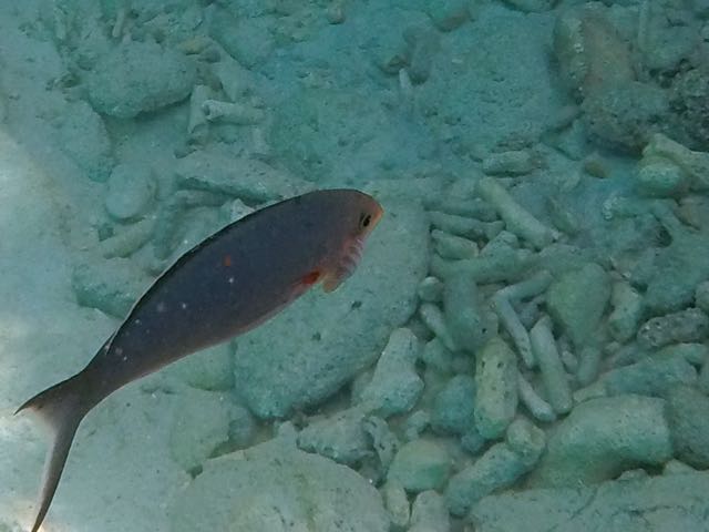 Cymothoid Isopod on Creolefish