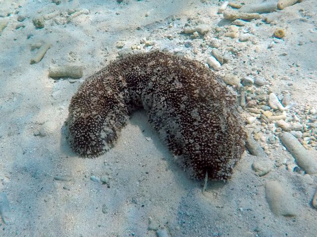 Donkey Dung Sea Cucumber