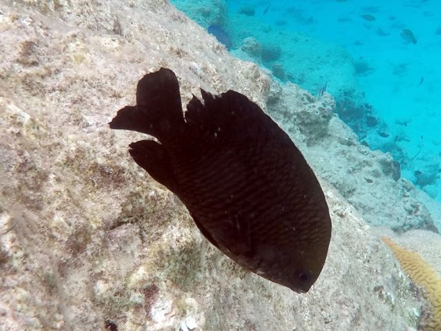 Dusky Damselfish (5
