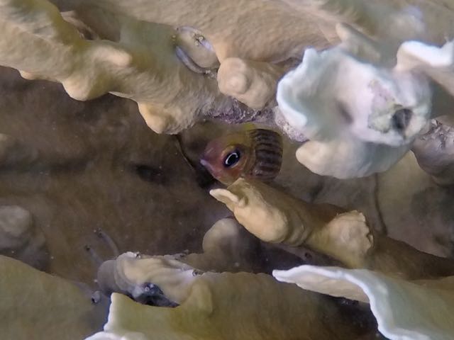 Dusky Squirrelfish (4