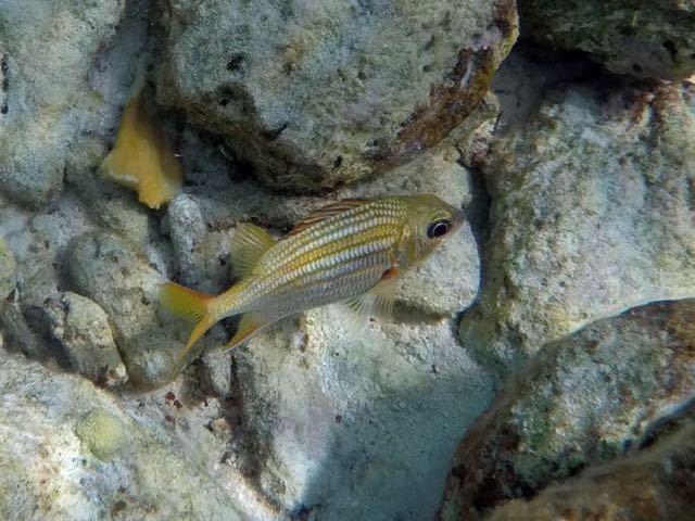Dusky Squirrelfish (8