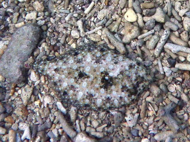 Eyed Flounder (6