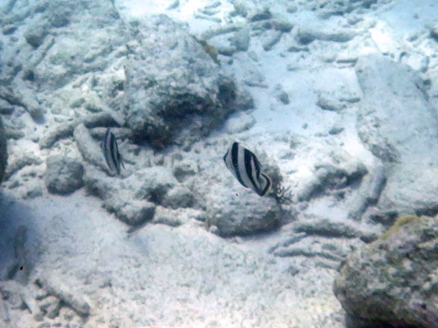 Barred Angelfish (4