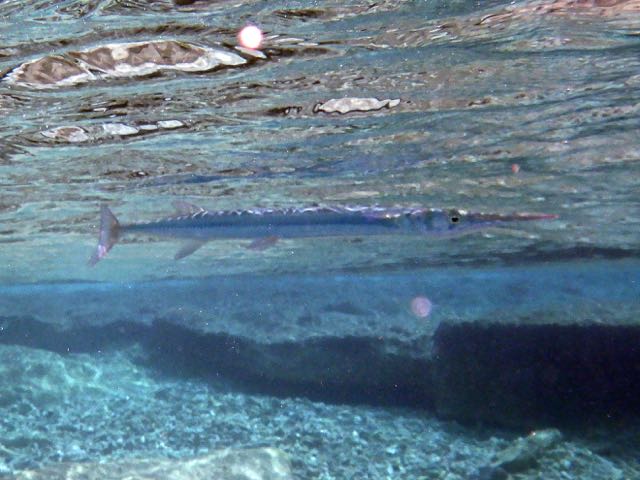 Flat Needlefish (15