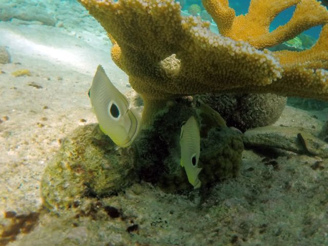 Four Eye Butterflyfish (6