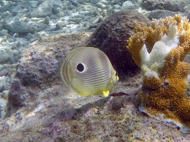 Foureye Butterflyfish (4