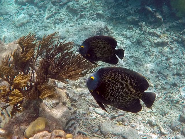French Angelfish (12