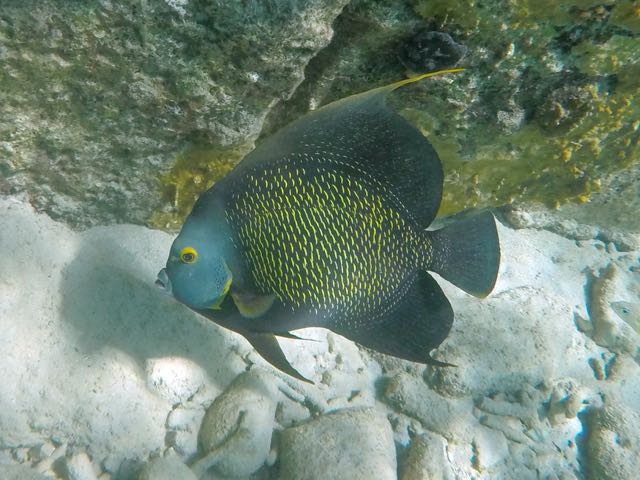 French Angelfish (15