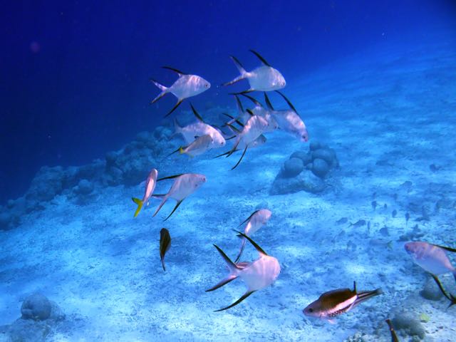 Front Porch Reef