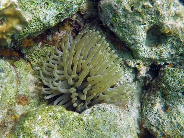 Giant Tube Anemone