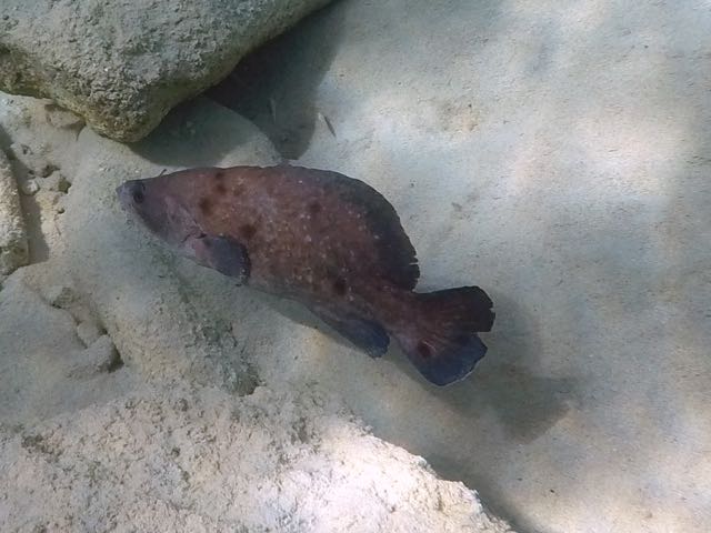 Greater Soapfish (12