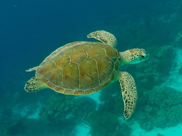 Green Sea Turtle