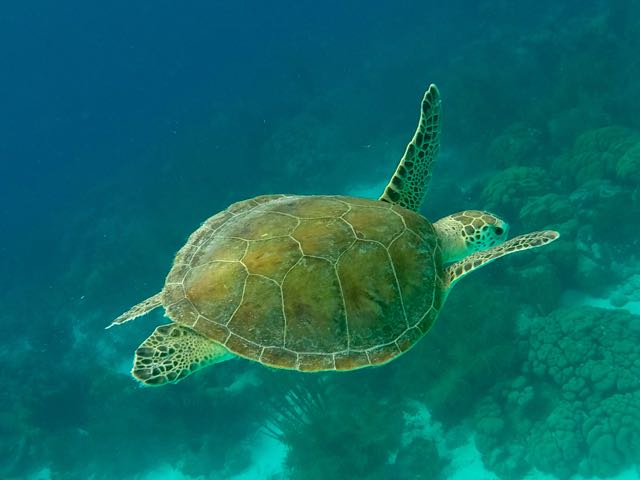 Green Sea Turtle