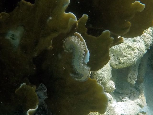 Bearded Fireworm