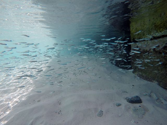 Harbour Villiage Silversides 