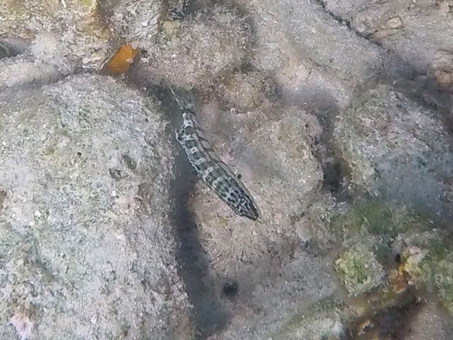 Harlequin Bass (3