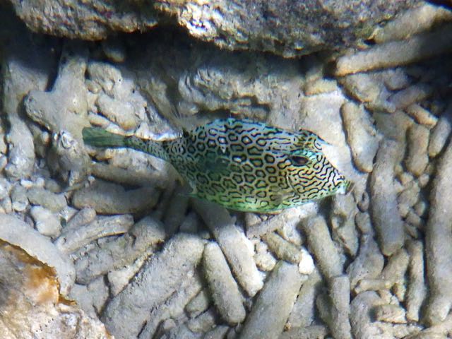 Honeycomb Cowfish (12