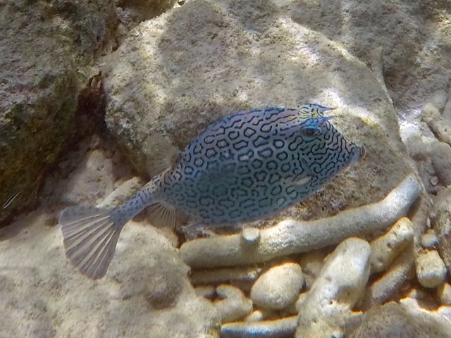 Honeycomb Cowfish (12