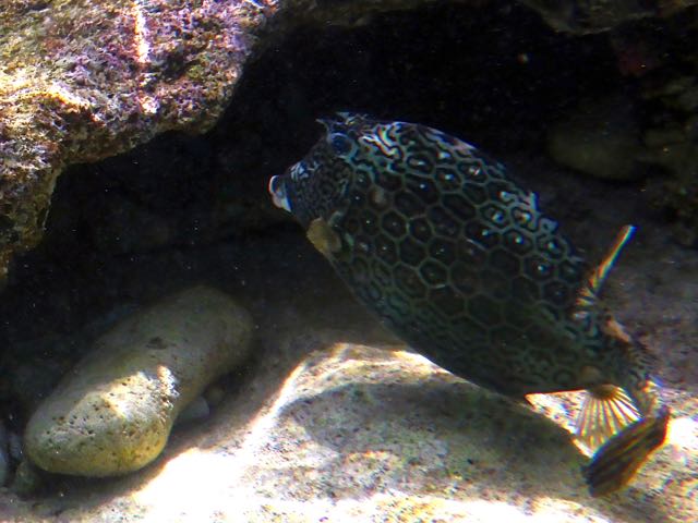 Honeycomb Cowfish (12