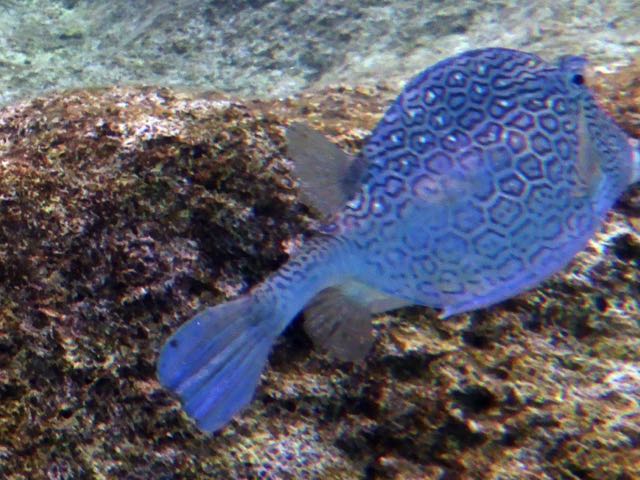 Honeycomb Cowfish (12