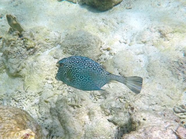 Honeycomb Cowfish (12