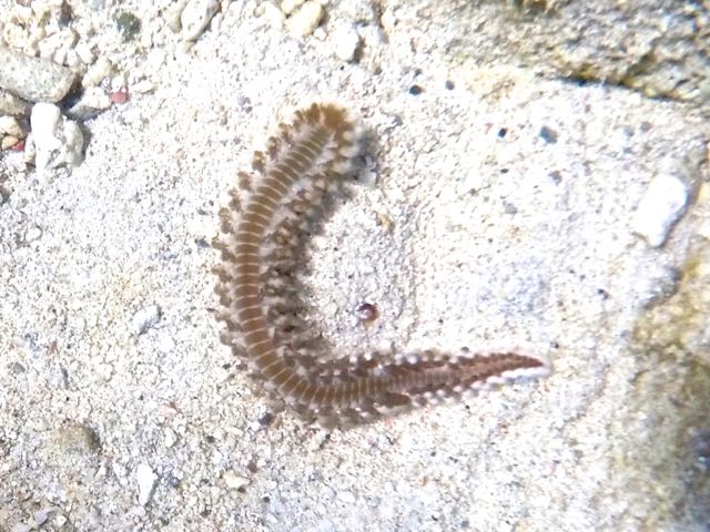 Bearded Fireworm (4