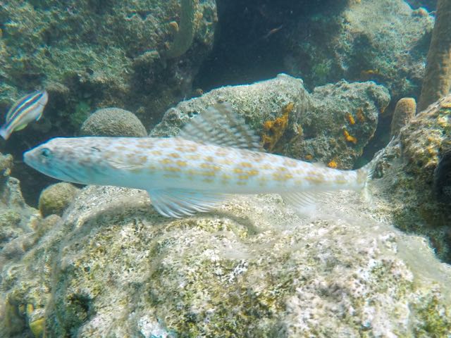 Inshore Lizardfish (12