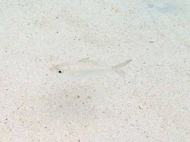 Irish Pompano (5