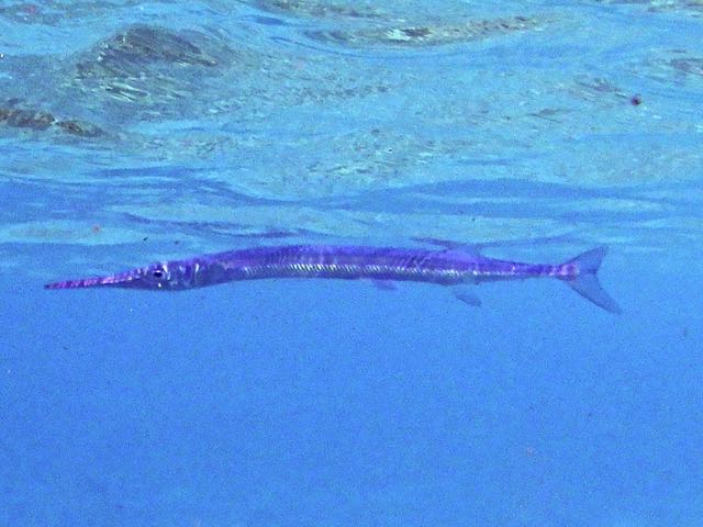 Keeltail Needlefish (12