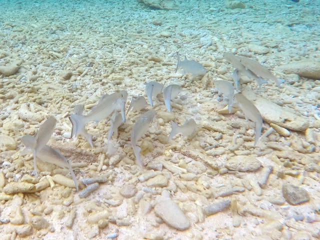 Ladyfish (12