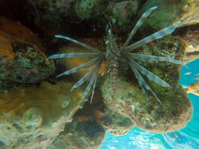 Linofish (6