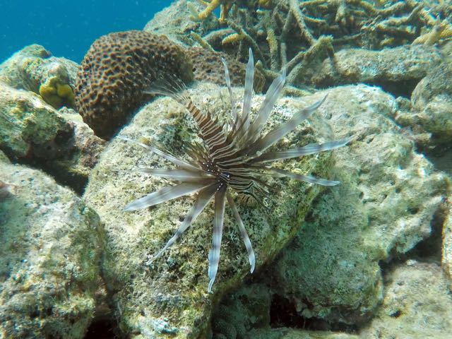 Lionfish (8