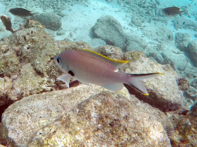 Brown Chromis Male (2