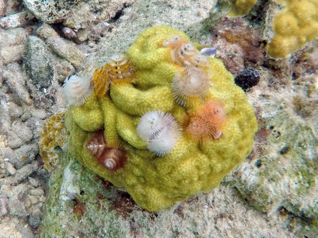 Christmastree Worms