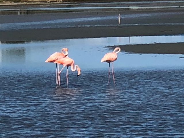 Flamingo