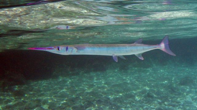 Flat Needlefish