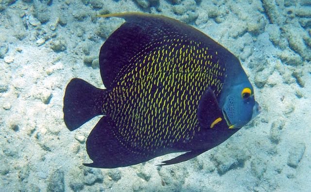 French Angelfish (12