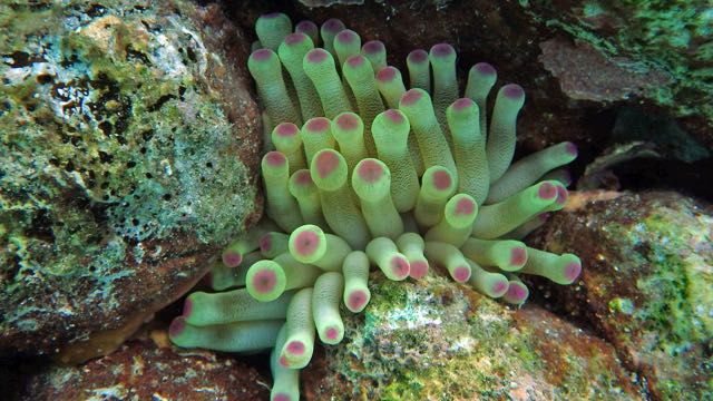 Giant Anemone