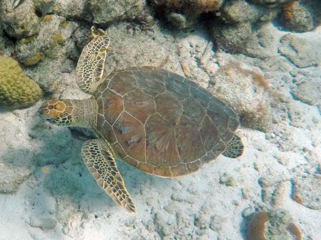 Green Sea Turtle