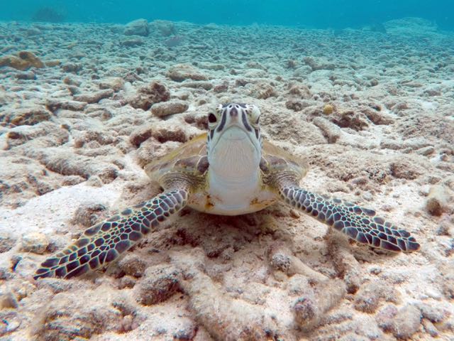 Green Sea Turtle Sleeping!