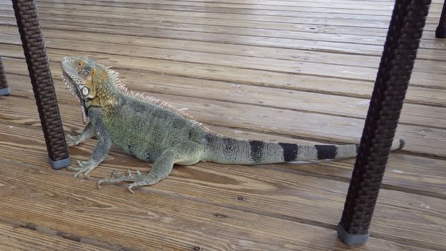 Iguana