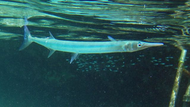 Keeltail Needlefish (10