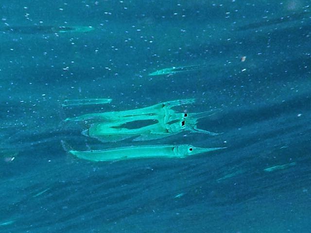 Keeltail Needlefish (12