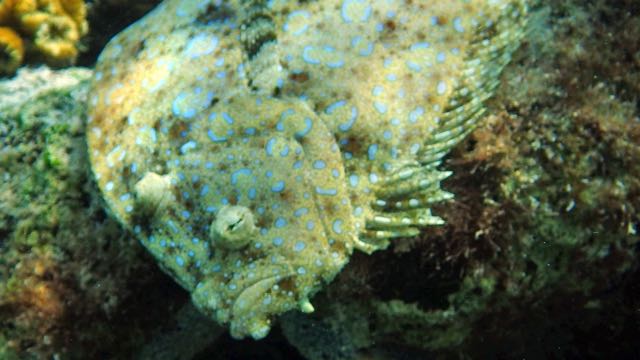 Peacock Flounder Macro