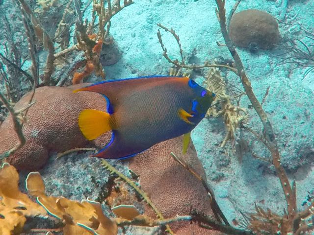 Queen Angelfish (14