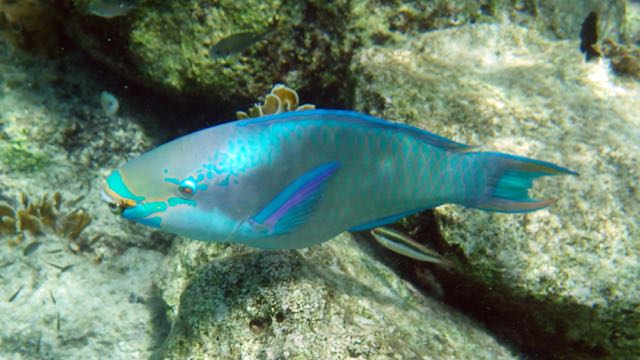 Queen Parrotfish (15