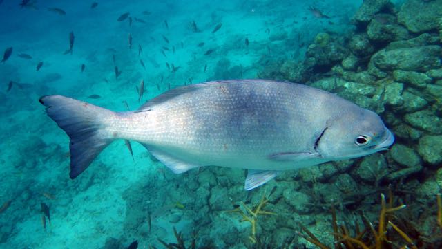 Bermuda Chub (15