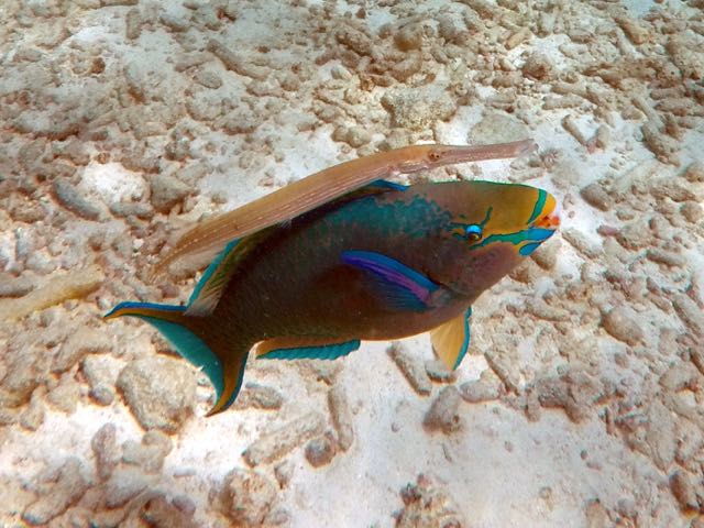 Rainbow Parrot and Trumpetfish