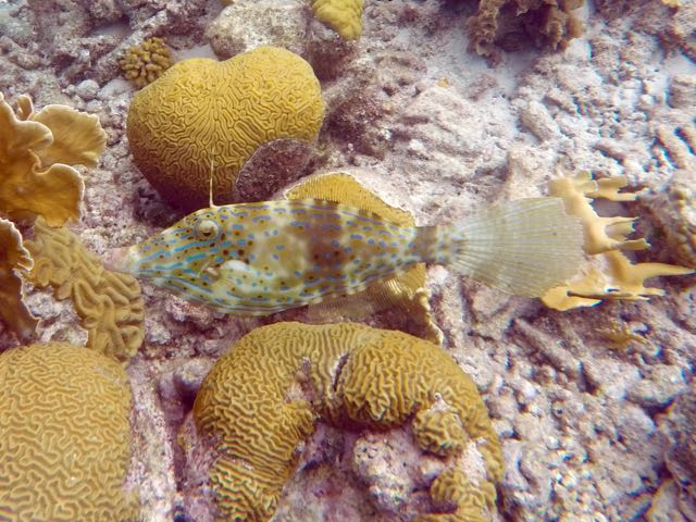 Scrawled Filefish (18